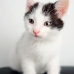 best cat names