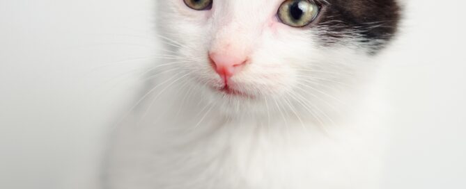 best cat names